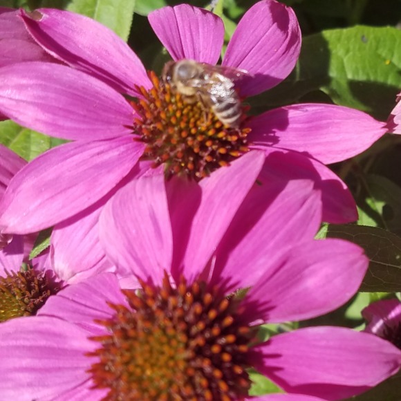 Meet your Posher, Jaclyn - Picture 1 of 1